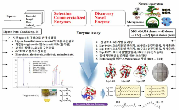 지방산 선택성 리파아제 개발/선별 결과 정리