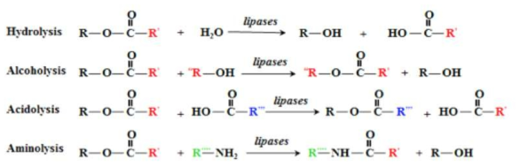 Hydrolysis, Alcoholysis 및 Acidolysis의 화학반응식