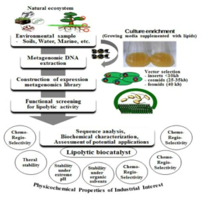 Steps for functional metagenomic mining of lipolytic enzymes