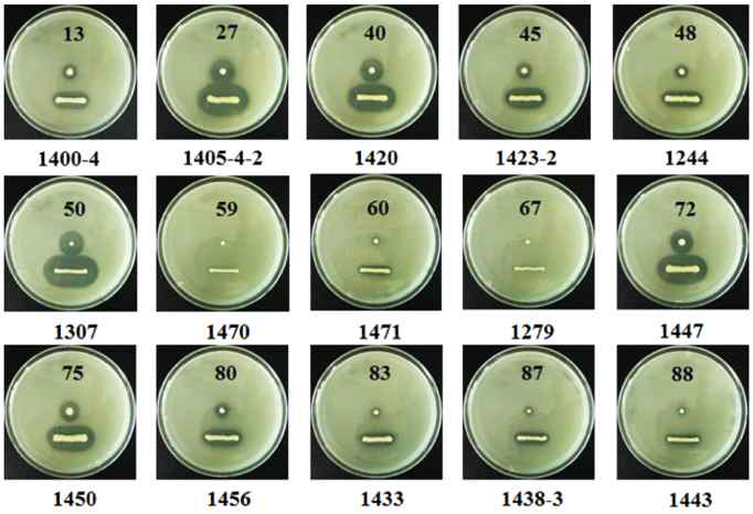 Fifteen lipase genes selected from 464,914 metagenomics clones. Agar plate contain tributyrin, and showed clear zone around clones. The larger the clear zone, the greater the activity