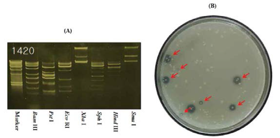 DNA fragments from restriction enzyme Pst I treatment (A) and selection of lipase coding subclone (B). Agar plate contain tributyrin and ampicillin, cultivated at 37oC for o2f ldiapyas