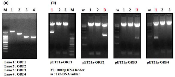 PCR products of each ORFs (a) and confirmation of recombinant plasmid (b). Red numbers were confirmed by restriction enzyme to be split into vector and insert