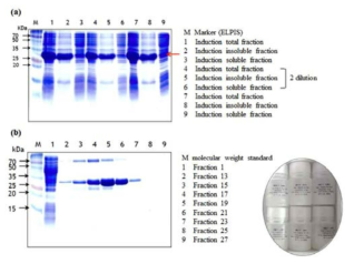 Expression (a) and purification (b) of recombinant Lip1420-ORF3 - 5L culture