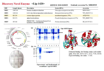 신규 리파아제 Lip-1420 생산 및 3D 구조분석