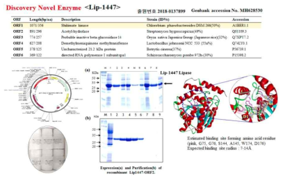 신규 리파아제 Lip-1447 생산 및 3D 구조분석