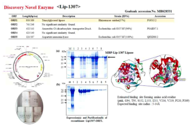신규 리파아제 Lip-1307 생산 및 3D 구조분석