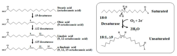 Fatty Acid Desaturase 반응식