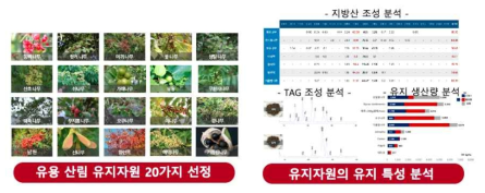 오일 함량 분석 결과(좌측)와 문헌 값(우측) 비교