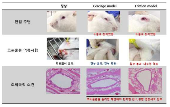 코눈물관 협착을 위한 friction model, cerclage model의 비교