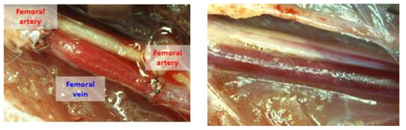 토끼 대퇴부 정맥과 동맥을 이용한 vein to artery graft 수술