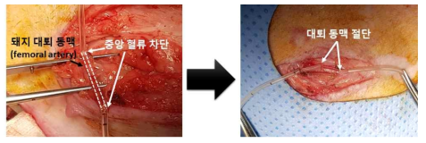 형상기억 고분자 기반 혈관 그래프트 적용 동물모델의 수립