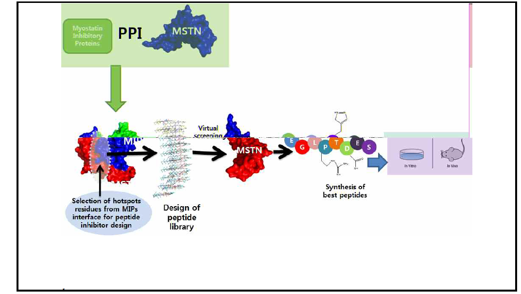 Pictorial representation of the methodology to be used during the course of study - The MIP-MSTN complexes will be deeply analyzed for deriving the hotspot residues maximum contributing in the binding of MIP to MSTN. These selected hotspot residues will be further used for designing the peptide library. The peptide library will be screened against MSTN and the topmost peptide will be further synthesized and evaluated in vitro and in vivo