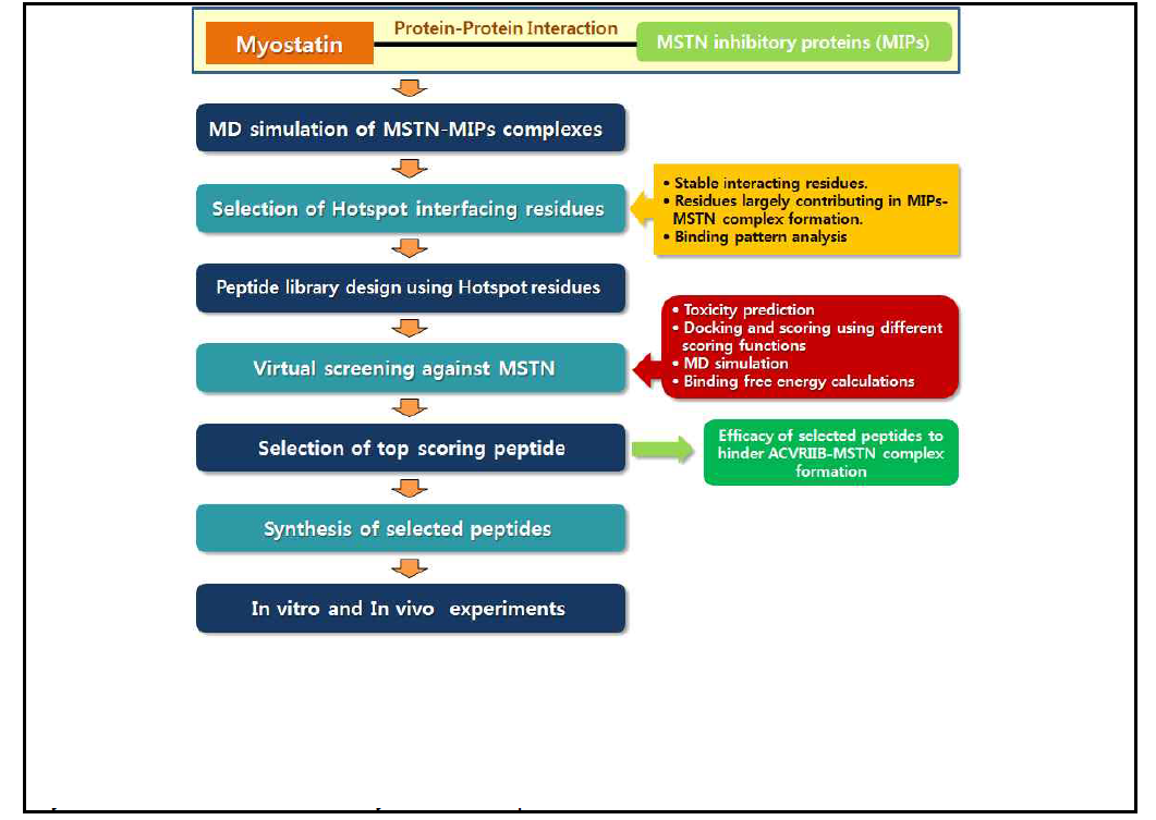 Strategic plan of the proposed study – The peptide inhibitors will be designed on the basis of MSTN-MIPs interface residue. These inhibitors will be further screened against MSTN and the top most inhibitors will be further evaluated on the basis of their property to hinder ACVRIIB-MSTN complex formation. The finally selected inhibitors will be further synthesized and validated by in vitro experiments