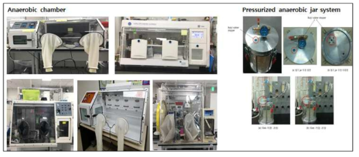 절대혐기성 난배양 장내미생물 배양시스템