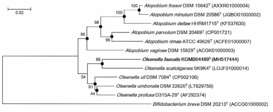 Phylogenetic tree based on 16S rRNA gene sequences, reconstructed with the neighbor-joining method, showing the position of strain KGMB04489T among related taxa within the genus Olsenella. Numbers at nodes are levels of bootstrap support (>40 %) based on 1000 replicates. Filled circles indicate nodes that were also found with the maximum-likelihood and maximum-parsimony algorithms. Bifidobacterium breve DSM 20213T was used as an outgroup. Bar, 0.02 substitutions per nucleotide position