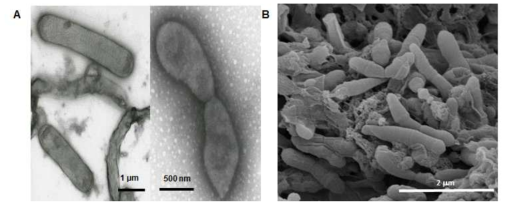 Cell morphology of strain KGMB01110T. Cells were analyzed using transmission electron microscope (A) and scanning electron microscope (B)