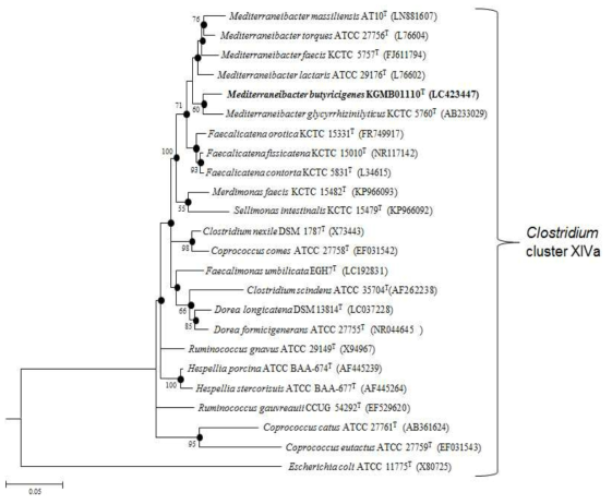 Maximum-likelihood phylogenetic tree based on the 16S rRNA gene sequences, showing the relationships between strain KGMB01110T and related taxa among species of Clostridium cluster XIVa in the family Lachnospiraceae. Bootstrap values >50% were based on 1000 replications as shown at branch points. Filled circles indicate that the corresponding nodes (groupings) were recovered by the Maximum-likelihood, Neighbour-joining and maximum-parsimony methods. Bar, 5% sequence divergence