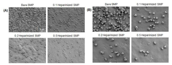 헤파린 코팅된 SMP 필름에서의 혈소판 부착 평가 (SEM image). (A) x1000 및 (B) x3000