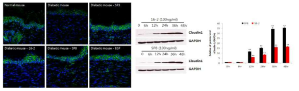 D7, 조직 및 HaCaT cell에서의 claudin-1 발현 변화