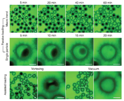 수동적과 보조된 적재에 기반한 BSA가 적재된 해바라기 SECs의 공초점 레이저 주사 현미경 이미지, Scale bars는 10 μm
