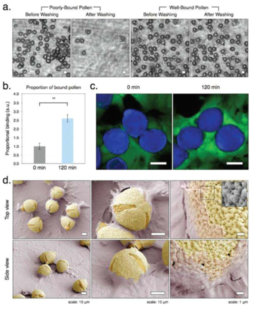 Huh-7.5 간세포에 결합 된 자외선-오존 처리가 된 꽃가루와 안 된 꽃가루의 꽃가루 / 세포 결합 특성, 스케일바: (a) 그리고 (c) = 20 μm