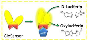 GloSensor를 이용한 cAMP 어세이