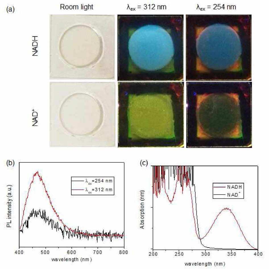 a) NaYF4:Yb3+, Tm3+/Y203:Eu3+/YV04:Er3+ 적층박막 위 NADH or NAD+ 수용액의 room light, 312 nm, 254 nm 자외선 램프 조사 시에서의 사진. b) NADH 수용액의 254 nm, 312 nm 여기 시의 PL 스펙트럼. c) NADH, NAD+ 수용액의 자외선 영역에서의 absorption 스펙트럼