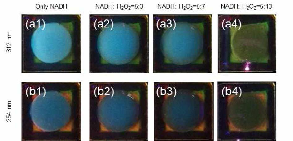0.5 ml NADH 수용액에 H202 용액 투입량에 따른 a1-a4) 312 nm, b1-b4) 254 nm 자외선 램프 조사 시의 사진