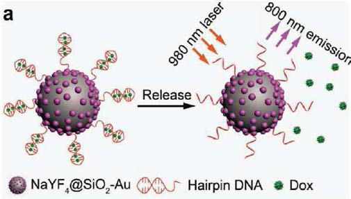 DNA 접합된 up-conversion 나노입자-Au 나노복합체에 대한 모식도 (Adv. Mater. 2017, 29, 1700244)