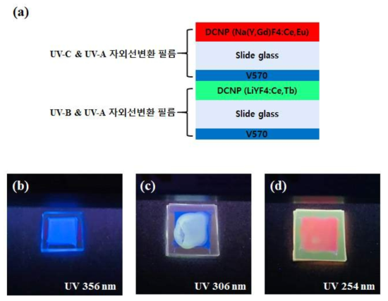 (a) UV-A & UV-B 자외선 변환 필름과 UV-A & UV-C 자외선 변환 필름 적층 구조 개념도. UV-A (365 nm)를 조사하였을 경우, 블루만 발광 (b), UV-B (306 nm)를 조사하였을 경우, 그린만 발광 (c), UV-B (254 nm)를 조사 하였을 경우, 레드만 발광 (d) 하는 UV-A & UV-B & UV-C 자외선 변환 필름