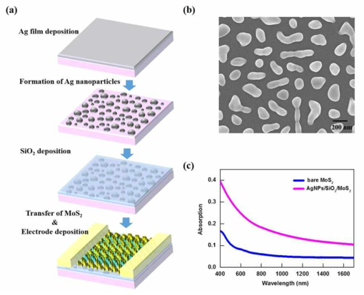 (a) 플라즈모닉 구조를 적용한 AgNPs-MoS2 광 검출기 제작의 개략도. (b) 기판상의 무질서 화 된 Ag 나노 입자의 SEM 이미지. (c) bare MoS2 film 및 플라즈모닉구조위에 놓인 MoS2 film의 UV-Vis-NIR 흡수 스펙트럼