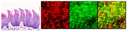 mouse 혀 조직의 H&E 염색 사진(좌측)과 자가형광을 이용한