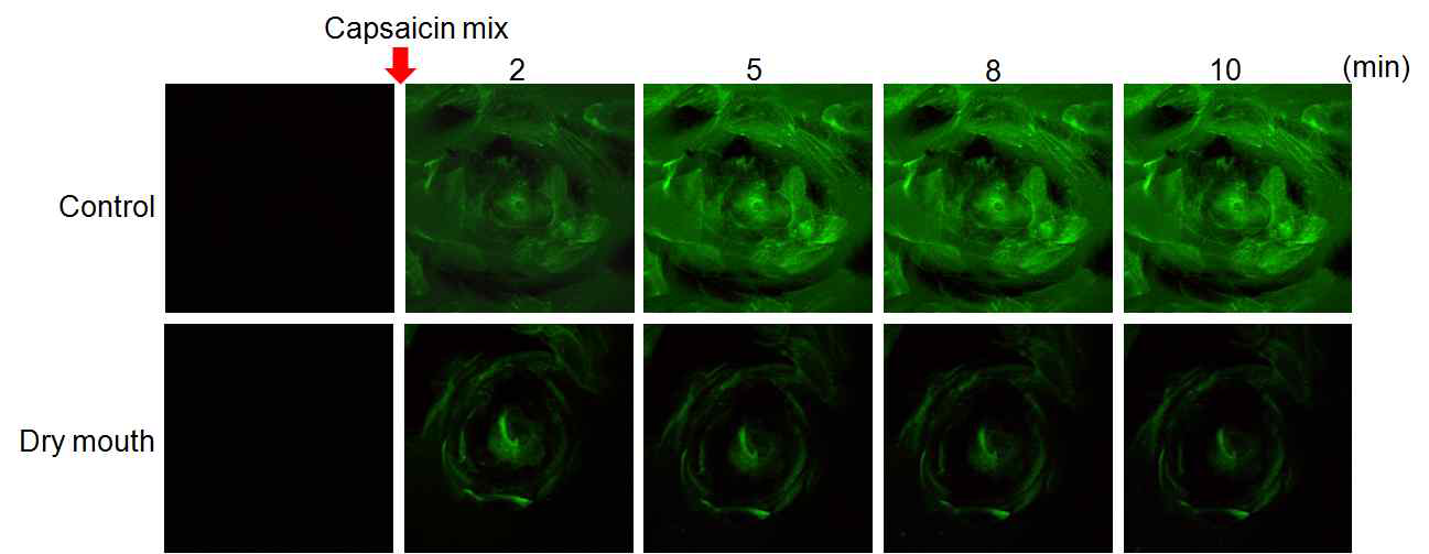 대조군과 비교하여 구강건조증 마우스 모델에서 혀 상피조직에 autofluorescence