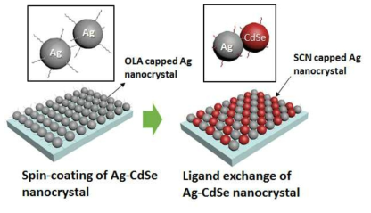 리간드 치환공정을 통하여 제작된 coupled Ag-CdSe 나노결정 기반 메타아톰 모식도