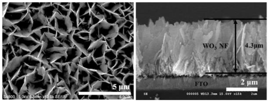 Solvothermal growth를 통해 제작된 WO3 nanoflake 의 SEM 사진