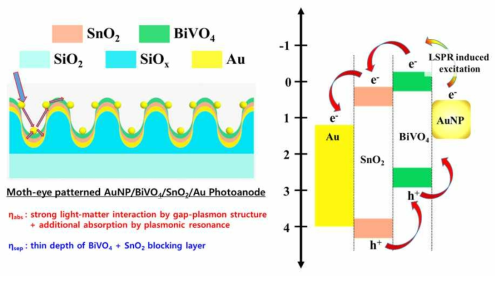 설계한 Au/SnO2/BiVO4/Au moth-eye 구조 모사형 플라즈모닉 메타광전극의 광전기메커니즘