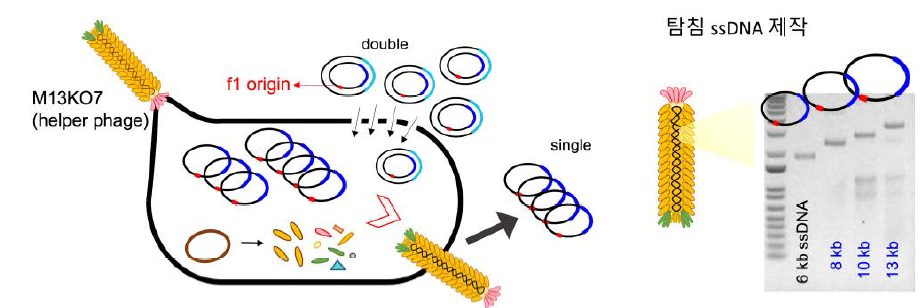M13KO7 파지를 이용하여 원하는 서열을 가지는 탐침 ssDNA 제작