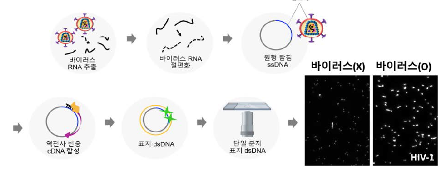 자체 제작한 ssDNA 탐침으로 HIV-1 바이러스유무를 확인