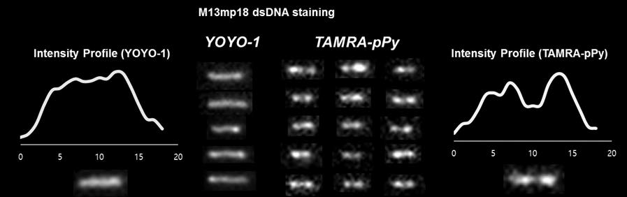 효소반응을 통해 선형화 된 DNA를 YOYO-1 과 TAMRA-pPy로 염색한 결과. 스케일 바 = 5 μm (Nucleic Acids Research , 2018, 46 (18), e108, IF=11.561)