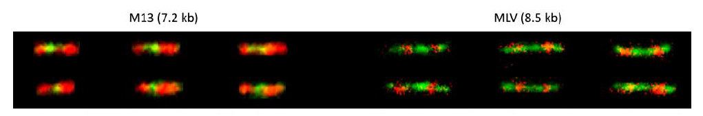 두 개의 DNA 결합 형광 단백질 2HMG-mCherry(빨간색 부분)와 2(KW)2-eGFP(초록색 부분)을 이용하여 M13 과 MLV 바이러스 유전체를 염색 (Analyst, 2019, 144 (3), 921-927)