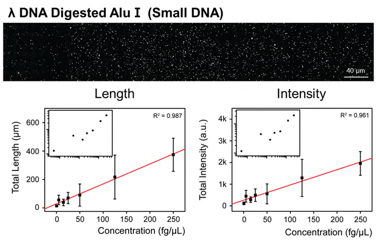 AluⅠ으로 자른 작은 DNA (위)와 λ DNA를 AluⅠ으로 자른 DNA 조각을 정량한 검정곡선 (아래) 채널 바닥에 축적된 작은 DNA의 전체 길이 를 측정한 그래프 (왼쪽 아래) 와 전체 감도를 측정한 그래프 (오른쪽 아래) 비교