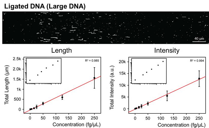 작은 DNA를 연결하여 길게 만든 DNA (위)와 AluⅠ으로 자른 λ DNA를 다시 연결해서 DNA를 정량한 검정곡선 (아래) 채널 바닥에 축적된 작은 DNA의 전체 길이를 측정한 그래프 (왼쪽 아래) 와 전체 감도를 측정한 그래프 (오른쪽 아래) 비교