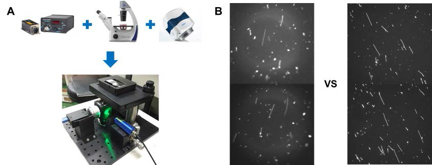 (A) 현미경 본체, 레이저, 카메라 등을 조립하여 최적화 된 시제품 완성. (B) 새로 제작한 소형현미경을 이용하여 촬영한 DNA분자 사진 (좌), 현미경 사진 (우)