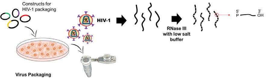 바이러스 RNA의 추출과 단편화