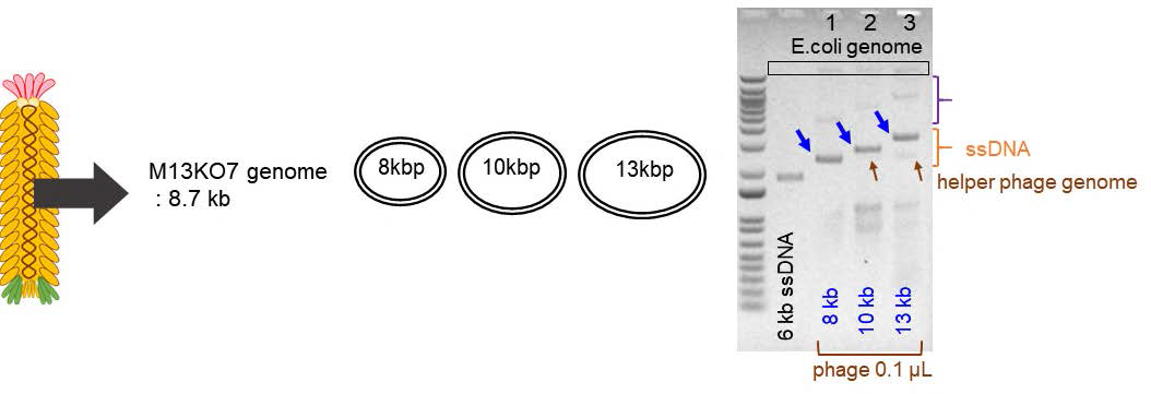 보조파지에서 추출한 여러 가지 크기의 단일 가닥 DNA