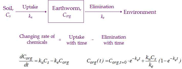 지렁이 체내 오염물질의 흡수 및 배출에 대한 one-compartment model