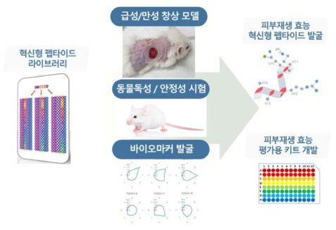 피부재생 혁신형 펩타이드 및 효능 평가 키트 개발 전략