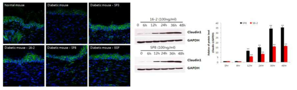 D7, 조직 및 HaCaT cell에서의 claudin-1 발현 변화