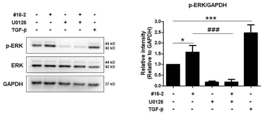 HaCaT 세포주에서 SIS-1 #16-2 처리에 의한 ERK의 인산화 증가 확인