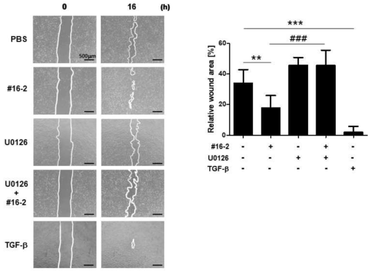 HaCaT 세포주에서 SIS-1 #16-2 처리에 의한 ERK의 인산화 증가로 인한 상처크기 감소 확인